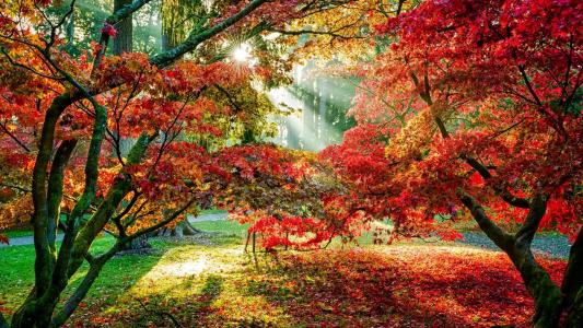 太阳照耀着秋天的树木全高清壁纸和背景