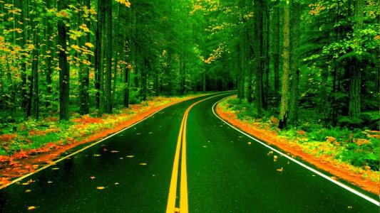 森林道路在秋季全高清壁纸和背景图像