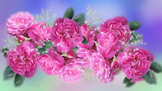 粉红玫瑰全高清壁纸和背景