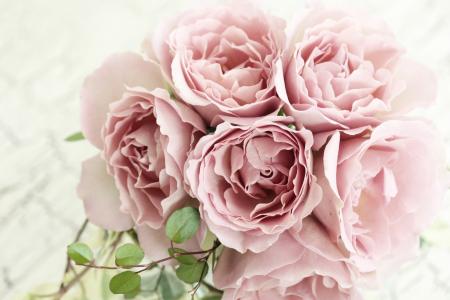 淡粉色玫瑰全高清壁纸和背景图像