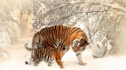 老虎和崽在雪4k超高清壁纸和背景