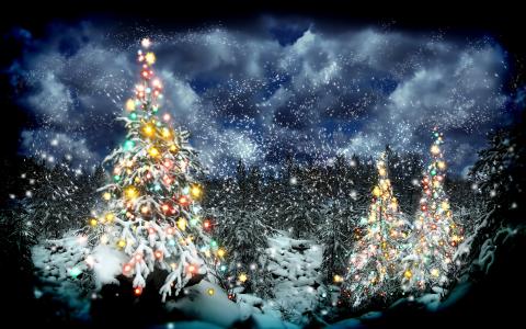 森林5k Retina超高清壁纸和背景图像中的圣诞树