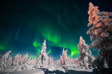 北极光冬季森林4k超高清壁纸和背景的北极光