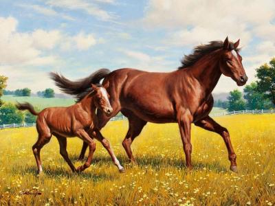 一匹母马和她的小马驹穿过场全高清壁纸和背景