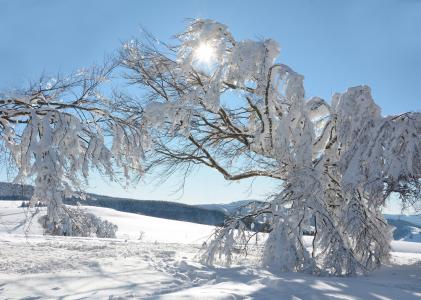 冬季树全高清壁纸和背景图像