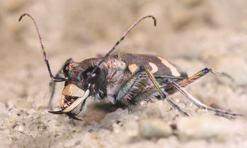Cicindela hybrida,也被称为北部沙丘虎甲虫全高清壁纸和背景