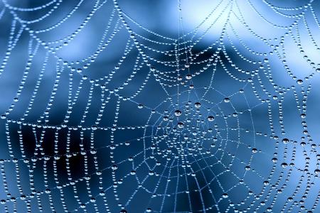 蜘蛛网全高清壁纸和背景的清晨露珠