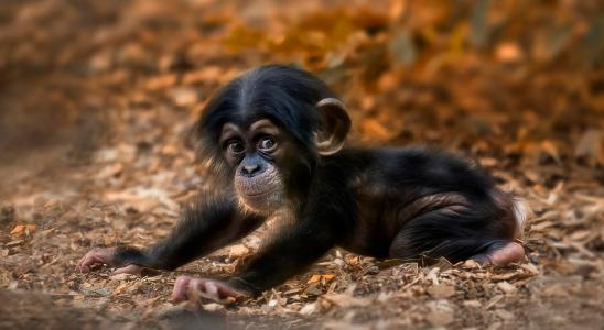 可爱的小黑猩猩全高清壁纸和背景