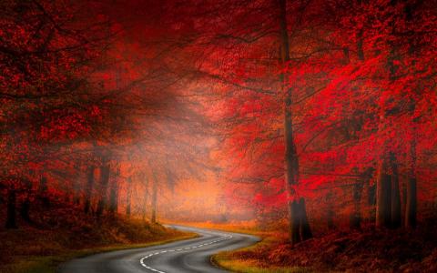 朦胧的秋季森林路全高清壁纸和背景图像