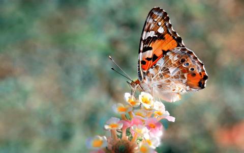 蝴蝶自然的颜色全高清壁纸和背景
