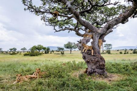你可以在一棵树4k超高清壁纸和背景适合多少狮子