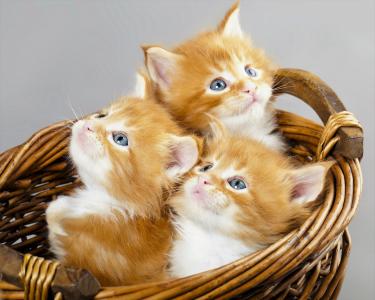 三只小猫在篮子4k超高清壁纸和背景