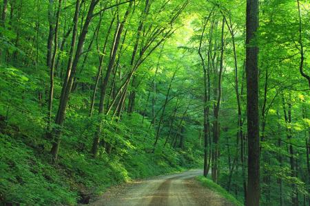 Loyalsock国家森林宾夕法尼亚美国全高清壁纸和背景图像