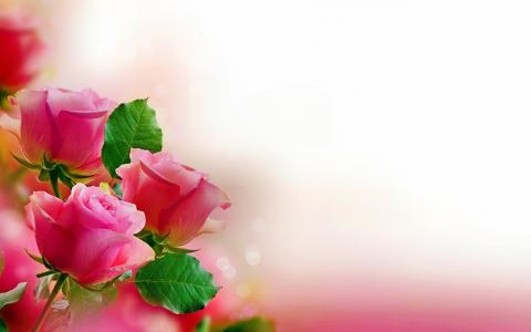 花[56]五颜六色粉红色的玫瑰[2015年12月14日星期六] [202745] [VersionOne] 5k Retina超高清壁纸和背景