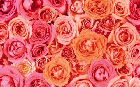 粉红色和桃红玫瑰全高清壁纸和背景
