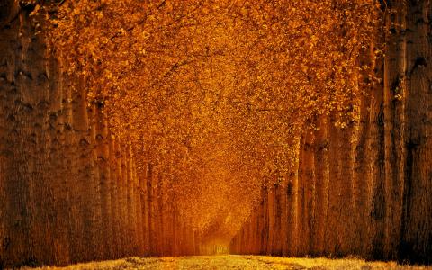 [VersionTwo] SERENITY [08]秋季森林[2013年11月30日] [143526] 4k超高清壁纸和背景