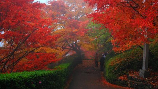 秋天的公园里的红色树木壁纸和背景