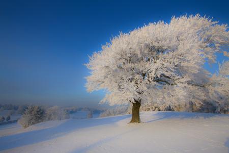 冬季树4k超高清壁纸和背景