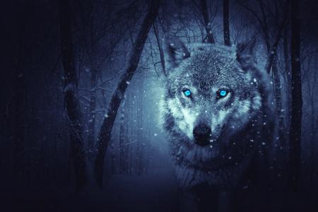 幻想在黑暗的冬季森林5k视网膜超高清壁纸和背景图像的狼