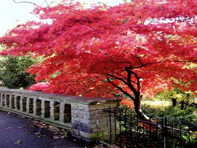 秋天的树在公园全高清壁纸和背景图像