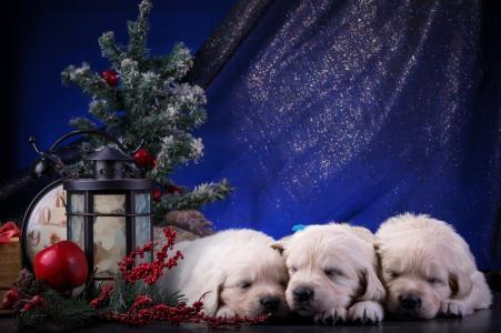 在圣诞节4k超高清壁纸和背景睡觉的小狗