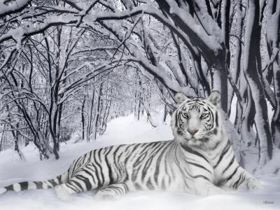 在雪中构成的白色老虎壁纸和背景