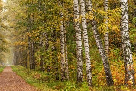在秋季白桦林全高清壁纸和背景图像的路径