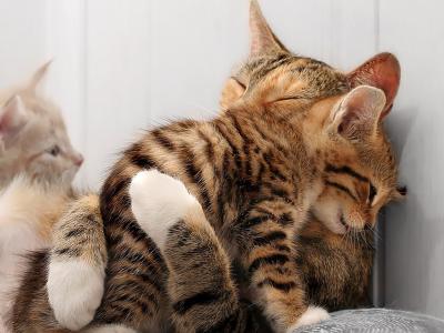 拥抱她的小猫墙纸和背景的猫