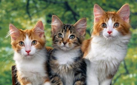 三个可爱的小猫全高清壁纸和背景