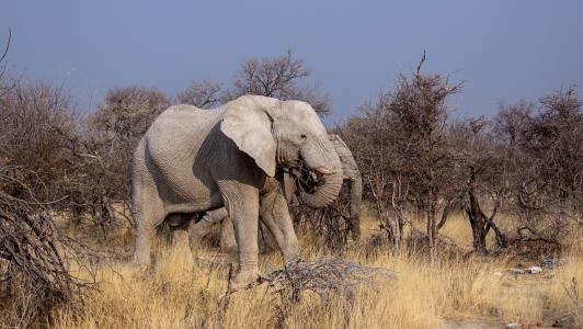 在博茨瓦纳非洲大象全高清壁纸和背景