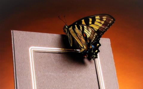 蝴蝶全高清壁纸和背景
