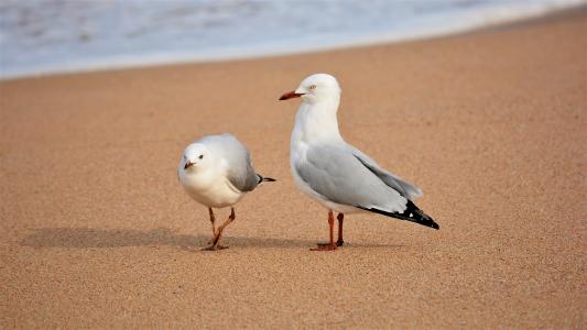 成人海鸥和婴儿Elouera海滩NSW澳大利亚全高清壁纸和背景