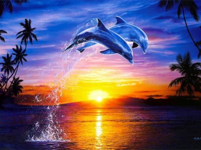 海豚日落壁纸和背景