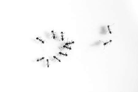 蚂蚁全高清壁纸和背景
