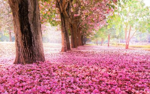 粉红色的花朵树全高清壁纸和背景