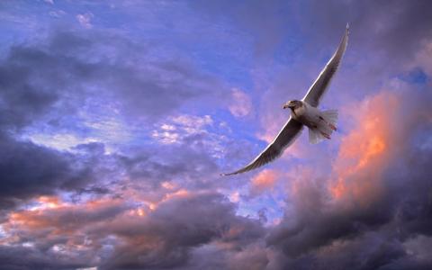 海鸥飞在日落全高清壁纸和背景