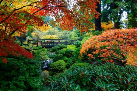 日本花园在秋季全高清壁纸和背景图像