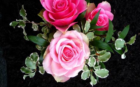 美丽的粉红玫瑰4k超高清壁纸和背景