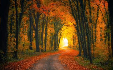 秋季森林道路全高清壁纸和背景图像
