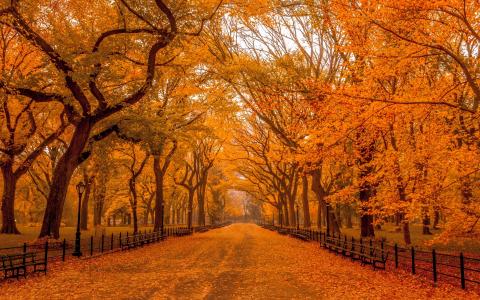 秋天在公园全高清壁纸和背景