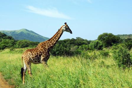 长颈鹿在赫卢赫卢韦Imfolozi公园非洲全高清壁纸和背景