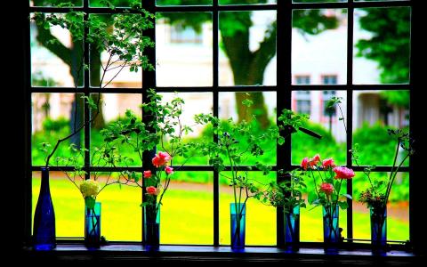 鲜花由窗口全高清壁纸和背景图像