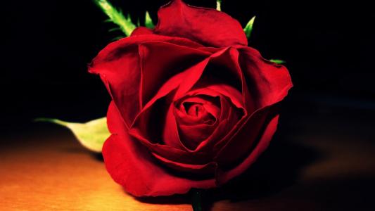 红玫瑰全高清壁纸和背景