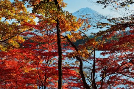 山和湖通过秋天树全高清壁纸和背景的视图