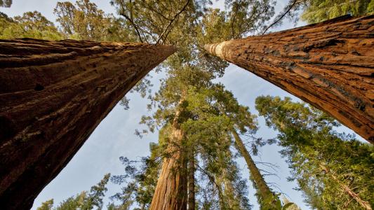 美国加州红杉树全高清壁纸和背景