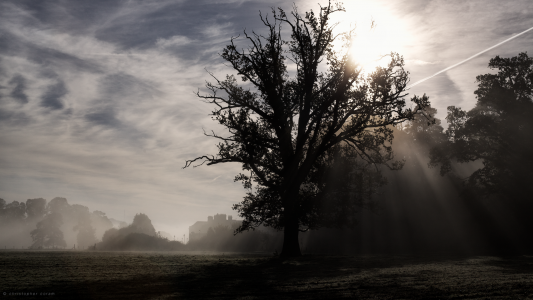早晨薄雾与树全高清墙纸和背景
