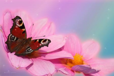 蝴蝶粉色大丽花4k超高清壁纸和背景
