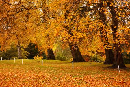 秋天的树木全高清壁纸和背景图像