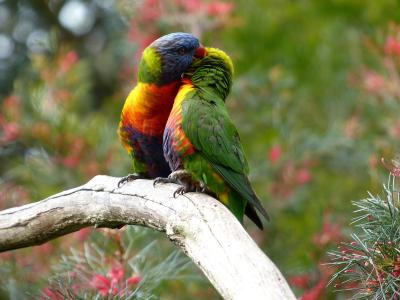 彩虹澳洲鹦鹉全高清壁纸和背景