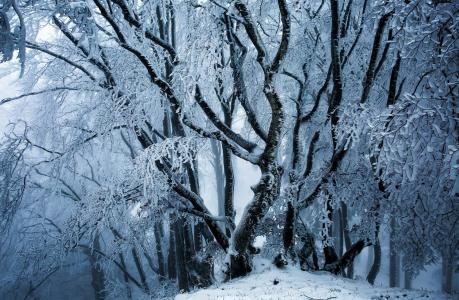 雪和冰在树上冬季全高清壁纸和背景